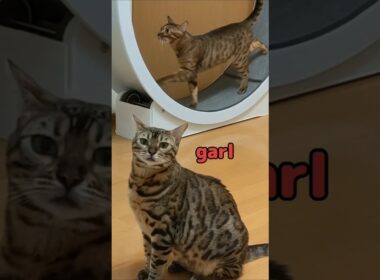 猫生トントントン♪なべるい#cat #ベンガル #shorts