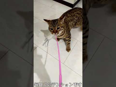 ベンガルが飼いにくいといわれる理由がこちらです