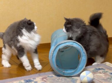 【カワイイ♡】トンネル大好きなもふ猫たちは、今日も元気に遊びます❤️‍🔥ノルウェージャンフォレストキャットとターキッシュアンゴラ