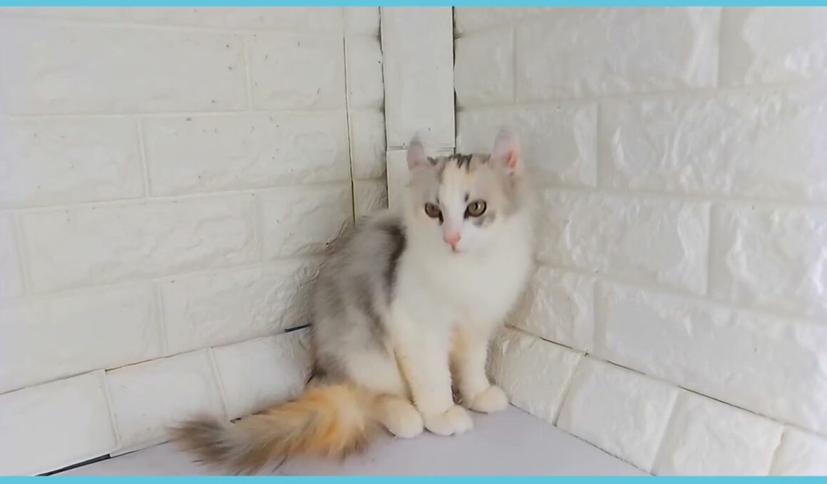 Coo&RIKU　No.00739864 アメリカンカール