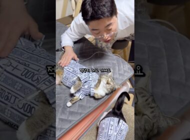 링거 맞는 고양이