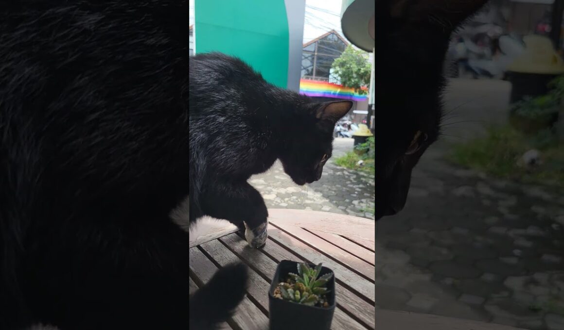 Nakhon Ratchasima KORAT Black cat 2025 #thailand #cat #cute #catcute #catvideos