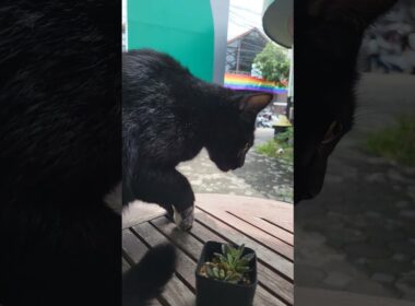 Nakhon Ratchasima KORAT Black cat 2025 #thailand #cat #cute #catcute #catvideos