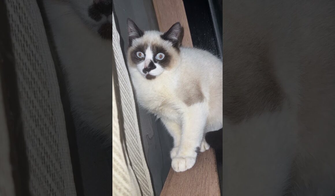 夜、シャムの子ねこパンダくん。窓のカーテンに隠れてた