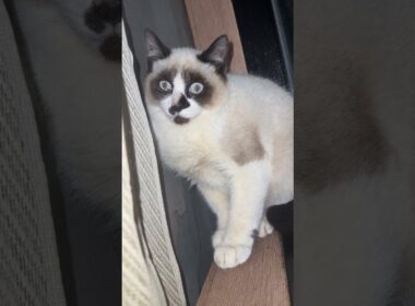 夜、シャムの子ねこパンダくん。窓のカーテンに隠れてた