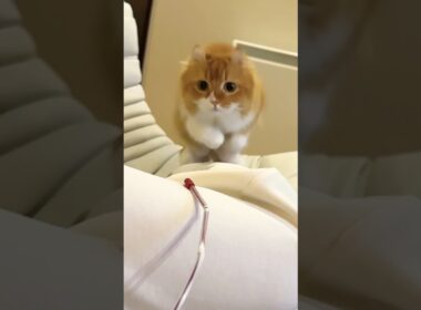 #猫 #猫のいる暮らし #アメリカンカール #cat attack