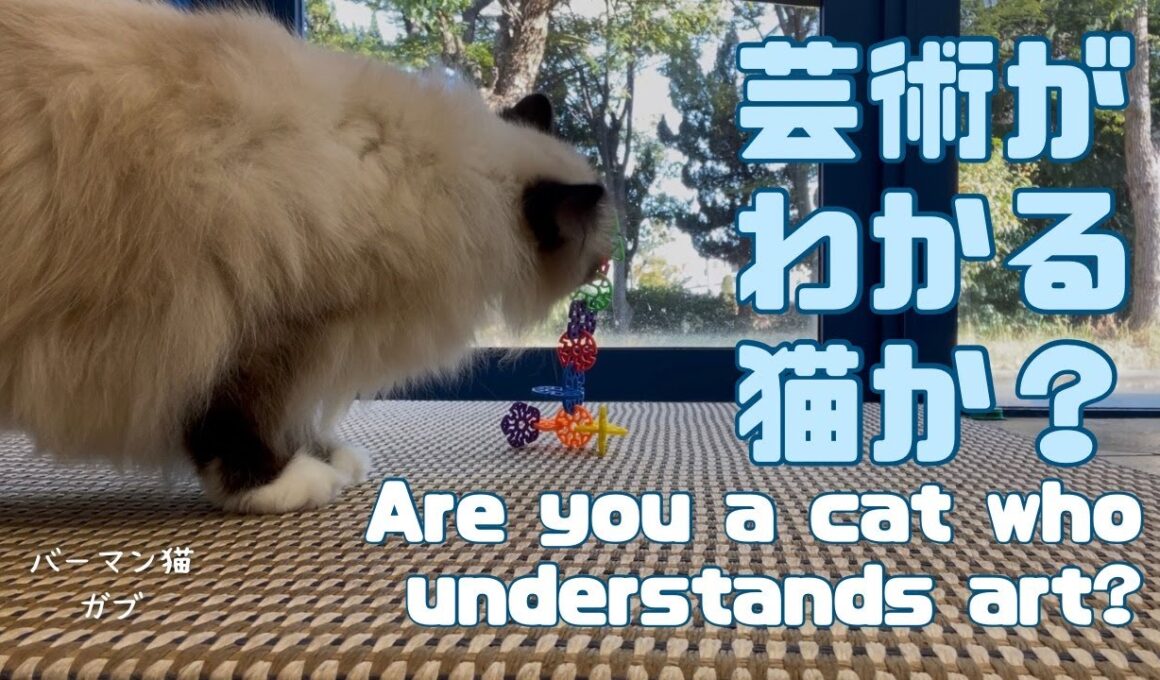 バーマン猫ガブとラフとウリ【芸術がわかる猫か？】Are you a cat who understands art?（バーマン猫）Birman/Cat