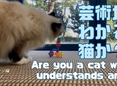 バーマン猫ガブとラフとウリ【芸術がわかる猫か？】Are you a cat who understands art?（バーマン猫）Birman/Cat