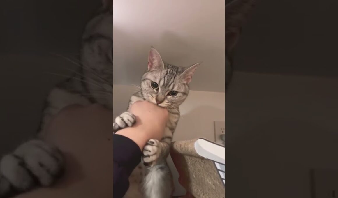 【#Shorts】猫が冷蔵庫の上に登ったので下ろそうとしたら…笑