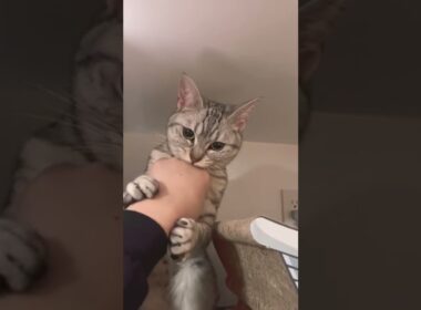 【#Shorts】猫が冷蔵庫の上に登ったので下ろそうとしたら…笑