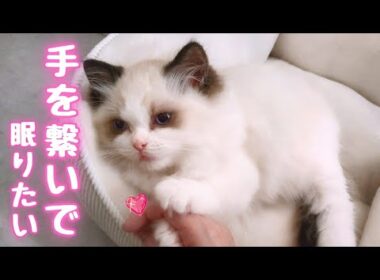 手を繋いで寝たい子猫の手を離してみたら…