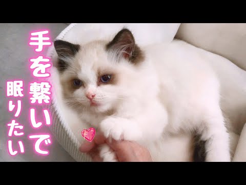 手を繋いで寝たい子猫の手を離してみたら…