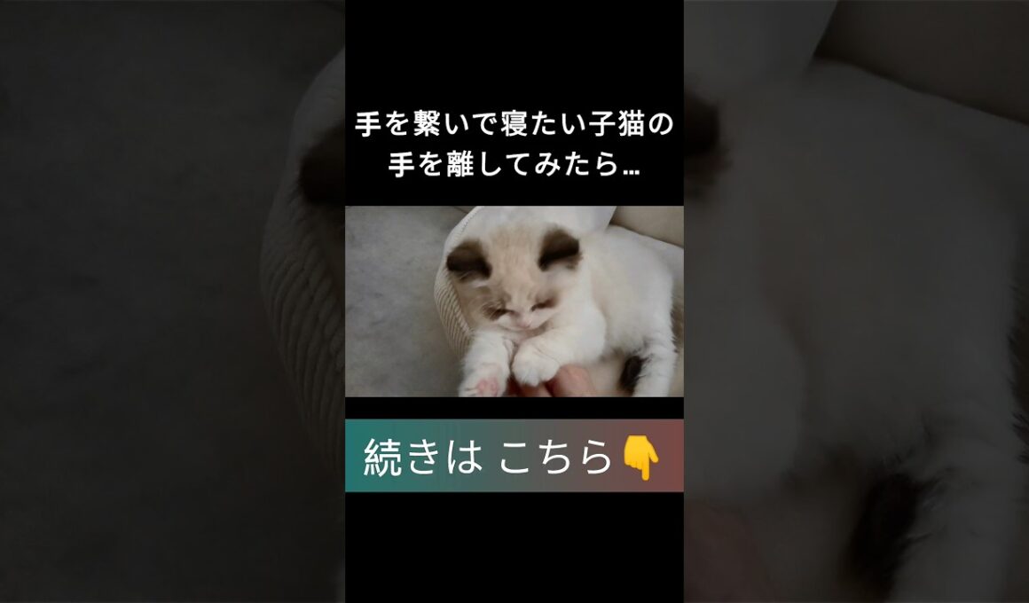 #shorts #ラグドール #子猫 #甘えん坊猫 #ぬいぐるみ猫 #ragdollcat
