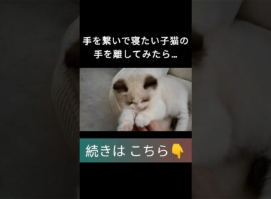 #shorts #ラグドール #子猫 #甘えん坊猫 #ぬいぐるみ猫 #ragdollcat