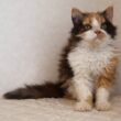 セルカークレックス子猫　Selkirk Rex　2025.5.28産まれ　キャリコ　三毛猫　巻き毛　女の子　シーダキャット猫のお店