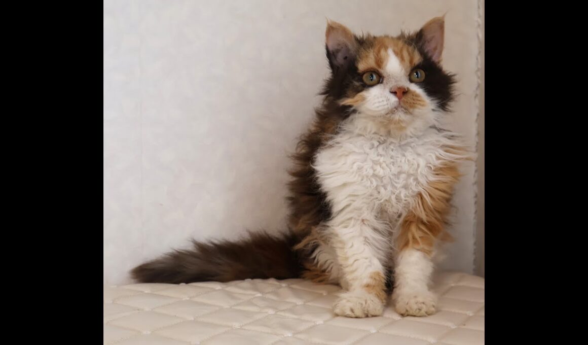 セルカークレックス子猫　Selkirk Rex　2025.5.28産まれ　キャリコ　三毛猫　巻き毛　女の子　シーダキャット猫のお店