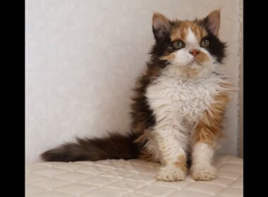 セルカークレックス子猫　Selkirk Rex　2025.5.28産まれ　キャリコ　三毛猫　巻き毛　女の子　シーダキャット猫のお店
