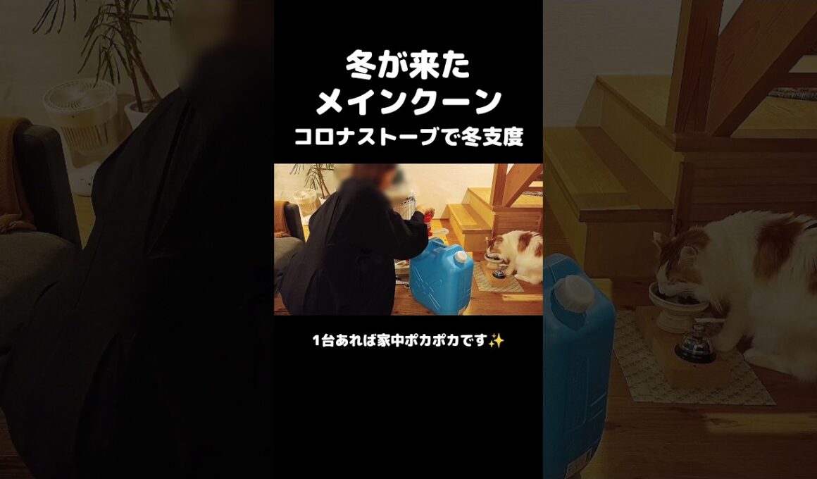 今日のセテさん【猫とストーブ】 #メインクーン #ノルウェージャンフォレストキャット #大型猫 #猫のいる暮らし #shorts #cat #mainecoon #catshorts​