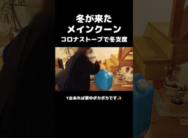 今日のセテさん【猫とストーブ】 #メインクーン #ノルウェージャンフォレストキャット #大型猫 #猫のいる暮らし #shorts #cat #mainecoon #catshorts​