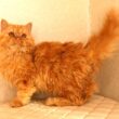 セルカークレックス子猫　Selkirk Rex　2025.5.28産まれ　レッドタビー　巻き毛　セミロング　男の子　シーダキャット猫のお店