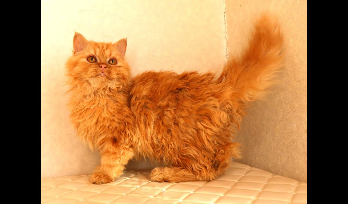 セルカークレックス子猫　Selkirk Rex　2025.5.28産まれ　レッドタビー　巻き毛　セミロング　男の子　シーダキャット猫のお店