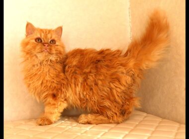 セルカークレックス子猫　Selkirk Rex　2025.5.28産まれ　レッドタビー　巻き毛　セミロング　男の子　シーダキャット猫のお店