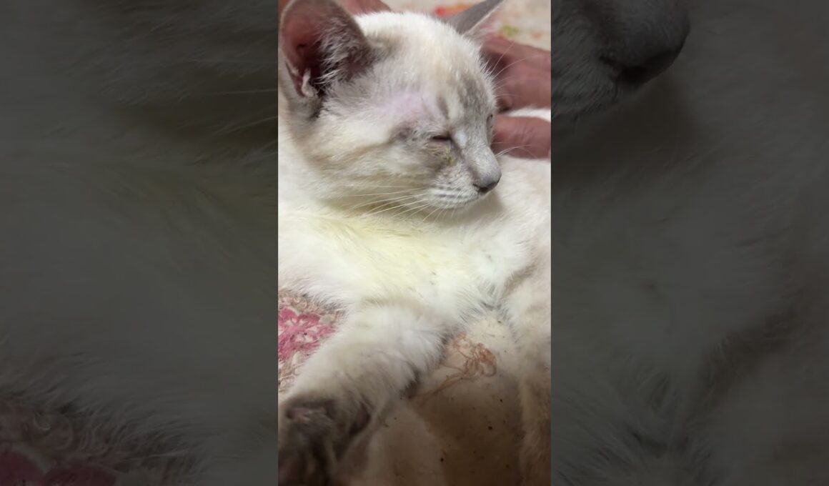 ウp主「かわいいね、シャムの子ネコ雫ちゃん」ナデナデしたけど、眠たそう