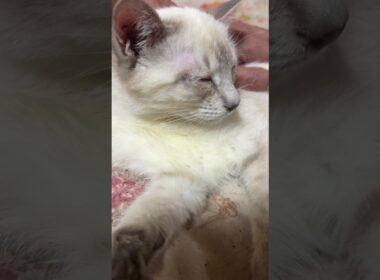 ウp主「かわいいね、シャムの子ネコ雫ちゃん」ナデナデしたけど、眠たそう