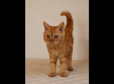 セルカークレックス子猫　Selkirk Rex　2025.5.28産まれ　レッドタビー　巻き毛　男の子　シーダキャット猫のお店