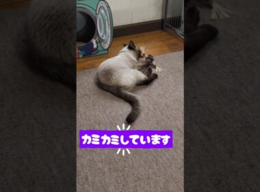 【カミカミするやつ】シャム猫☆マロンちゃん【買ってみた】😻 #cat #catshorts #シャム猫 #しゃむねこ #猫のいる暮らし #ねこのいる暮らし ＃北酒場