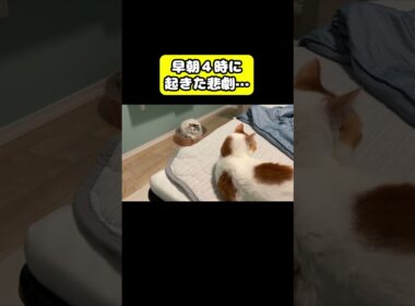 夜中4時に起きた悲劇…#猫 #おもしろ #アテレコ #ニャンチューバーつくし