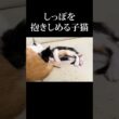 しっぽを抱きしめて寝る子猫 #保護猫 #うにむぎはち