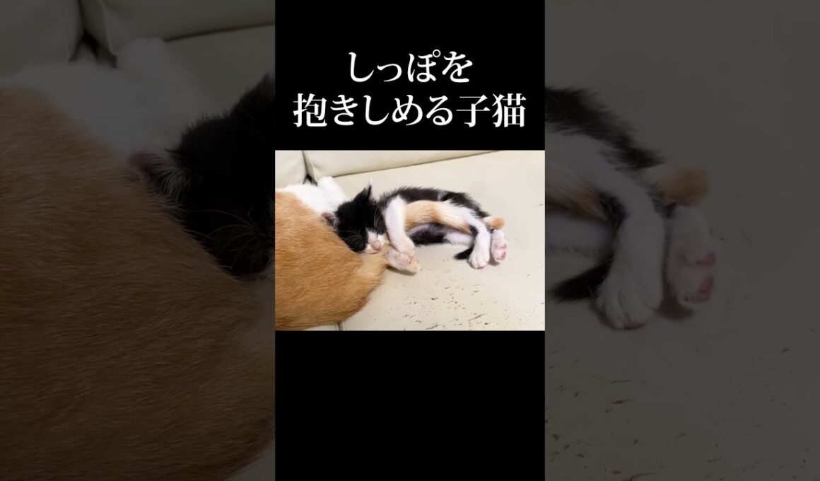 しっぽを抱きしめて寝る子猫 #保護猫 #うにむぎはち