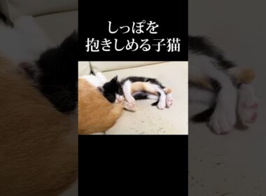 しっぽを抱きしめて寝る子猫 #保護猫 #うにむぎはち