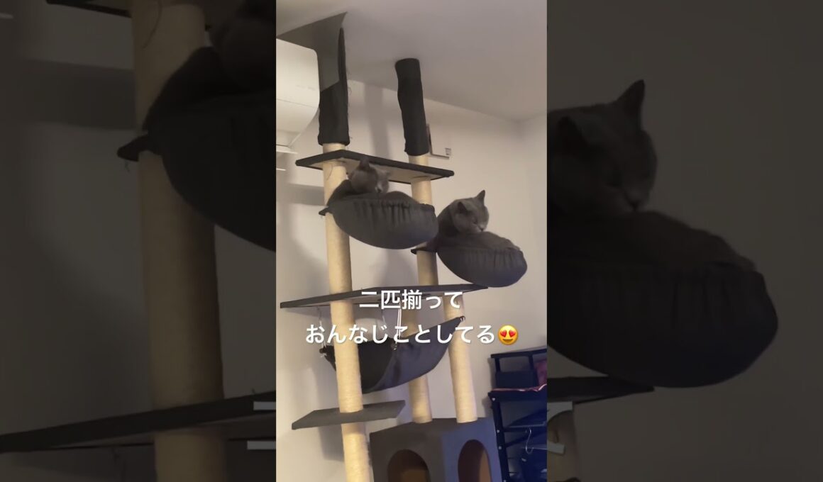 双子の猫たちは行動も似ているのか時々行動がシンクロして可愛い #シャルトリュー #猫 #cat #chartreux #shorts