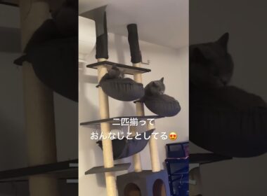 双子の猫たちは行動も似ているのか時々行動がシンクロして可愛い #シャルトリュー #猫 #cat #chartreux #shorts