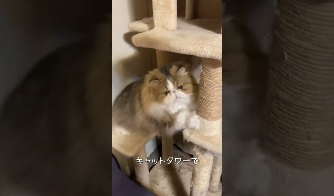 【ペルシャ猫】今日も今日とてネズミとあそぶ🐭 #shorts