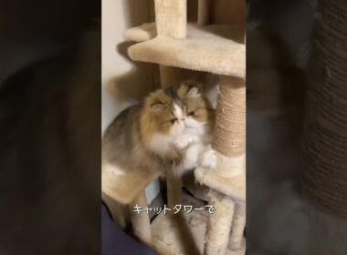 【ペルシャ猫】今日も今日とてネズミとあそぶ🐭 #shorts