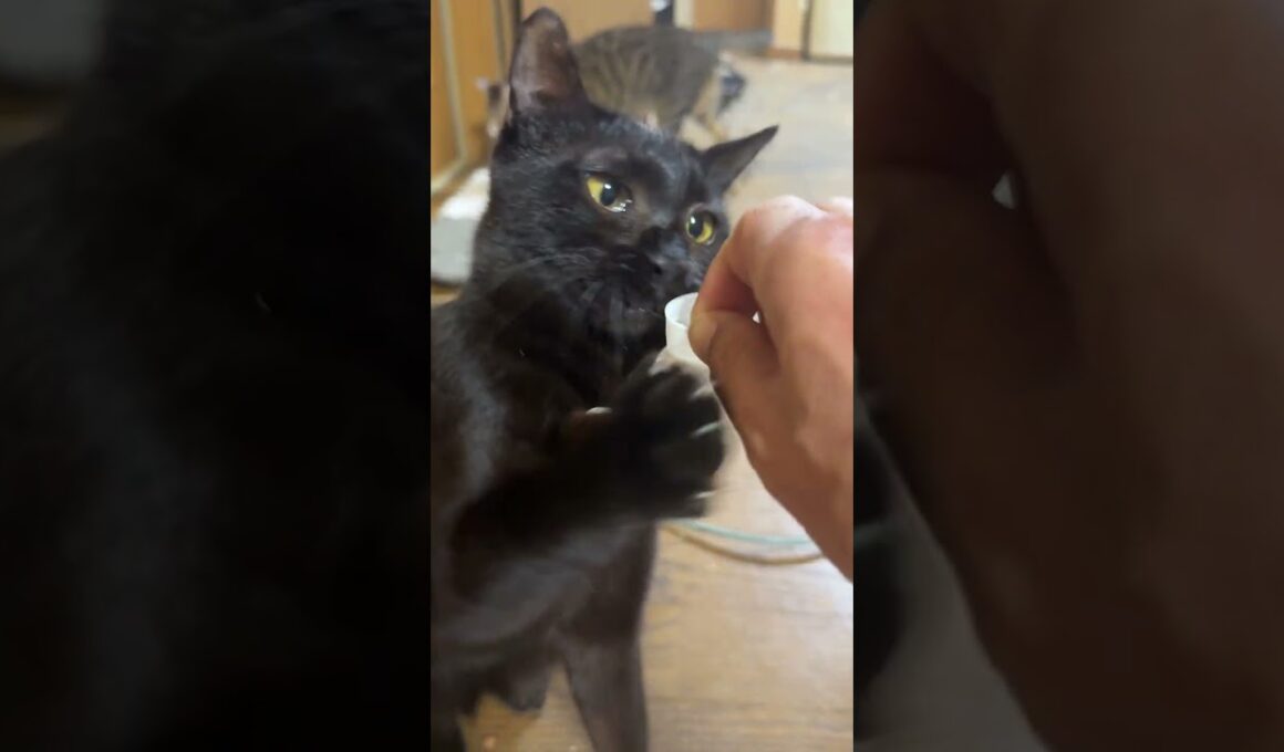 シャムの子ネコ雫、遊び始めたら、黒猫くーが、キャップ遊びし始め、キジシロのルルも参加。流木に、キャップが入り、どこだ