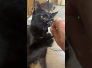 シャムの子ネコ雫、遊び始めたら、黒猫くーが、キャップ遊びし始め、キジシロのルルも参加。流木に、キャップが入り、どこだ