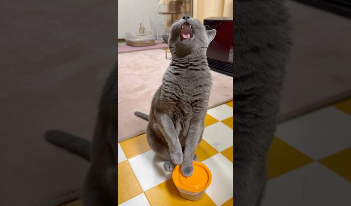 【ロシアンブルー】今日もめろんは誰に似たんだか...🫢おしゃべりですね😙【猫】#shorts