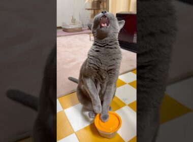 【ロシアンブルー】今日もめろんは誰に似たんだか...🫢おしゃべりですね😙【猫】#shorts