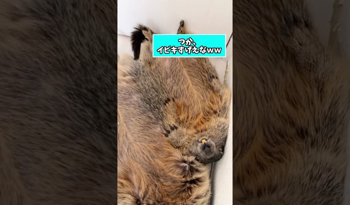 マーモットさんの動画見て笑ったら寝ろwwwwwww