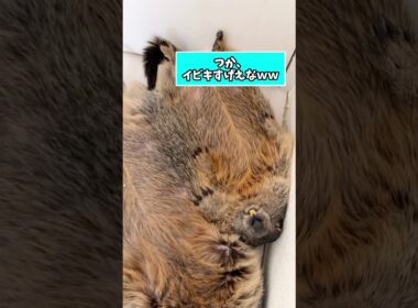マーモットさんの動画見て笑ったら寝ろwwwwwww