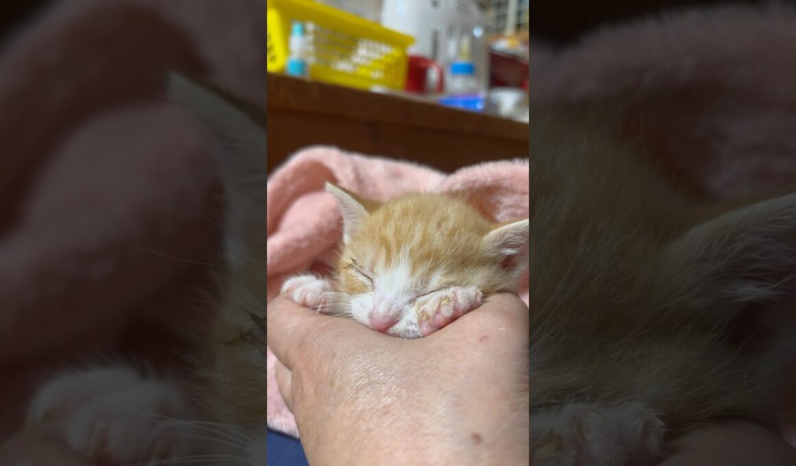 母を亡くした子猫の寝ぐじ#子ネコ #保護猫 #子猫