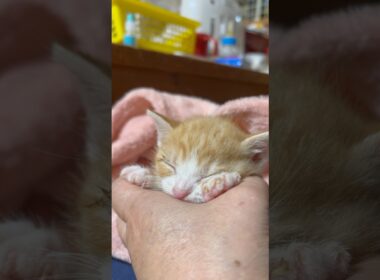 母を亡くした子猫の寝ぐじ#子ネコ #保護猫 #子猫