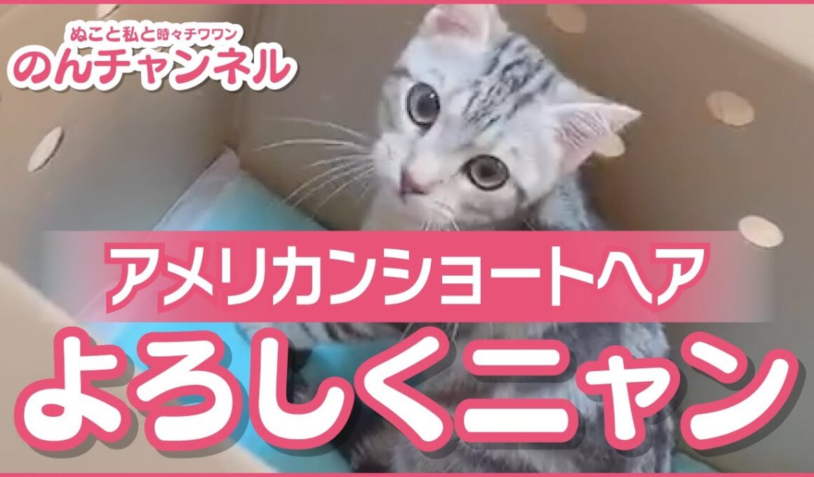 ぬこ達との日常02【アメリカンショートヘアの子猫ちゃんいらっしゃ〜いの巻】