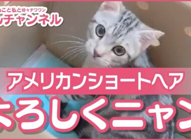 ぬこ達との日常02【アメリカンショートヘアの子猫ちゃんいらっしゃ〜いの巻】