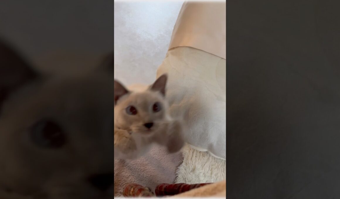 【猫旅】猫と一緒にごはん…香川のグランピングが幸せすぎた🐱🏕️  #猫旅 #猫と旅行 #グランピング