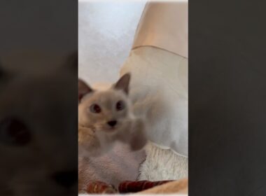 【猫旅】猫と一緒にごはん…香川のグランピングが幸せすぎた🐱🏕️  #猫旅 #猫と旅行 #グランピング